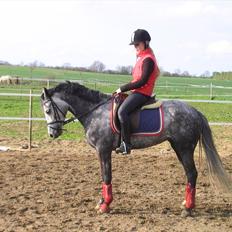 Tysk Sportspony Millenium Rose "Pony"