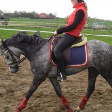 Tysk Sportspony Millenium Rose "Pony"