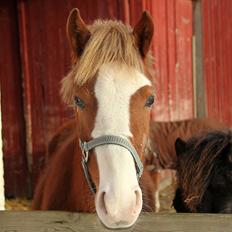 Welsh Partbred (Sec F)         Ørsteds Carpaccio