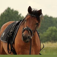 Dansk Varmblod            Ørsted's Zafir