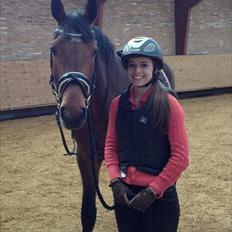 Holstener Cavalier aka. Bruno