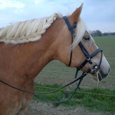 Haflinger Til minde om Sille