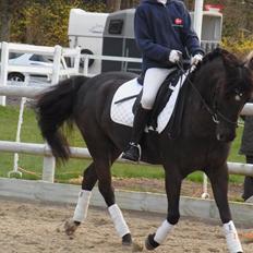 Welsh Cob (sec D) Lyngvejens figaro