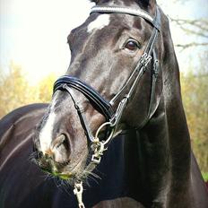 Dansk Varmblod Schaløer