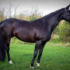 Dansk Varmblod Schaløer