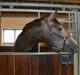 Trakehner Ferrero