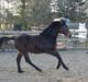 Oldenborg Decoya