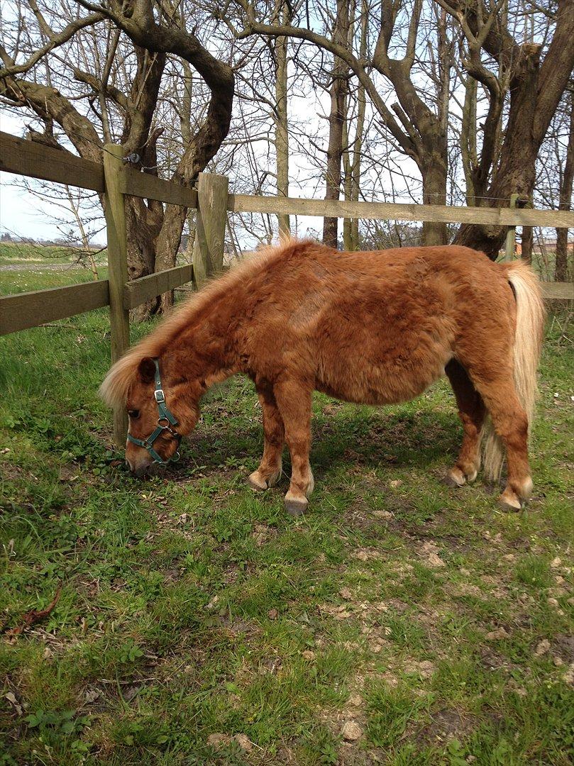 Shetlænder Mogens Fristed - uhm...forårsgræs billede 2