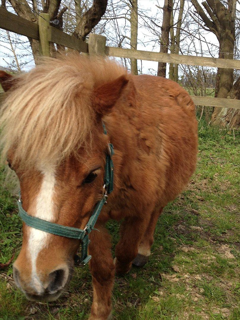 Shetlænder Mogens Fristed - Nu kommer jeg billede 3