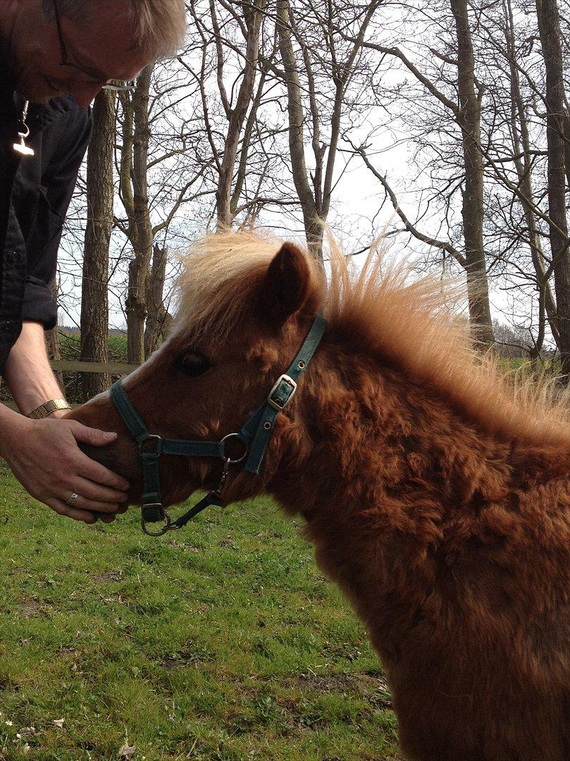 Shetlænder Mogens Fristed billede 4