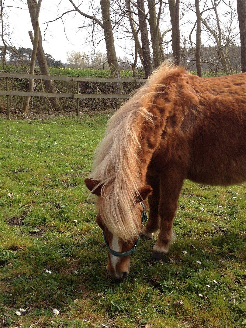 Shetlænder Mogens Fristed - Den ridebane skal jeg snart få græsset ned ;-) billede 5