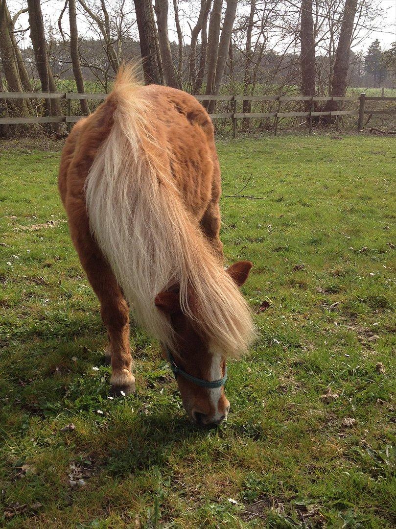 Shetlænder Mogens Fristed billede 6