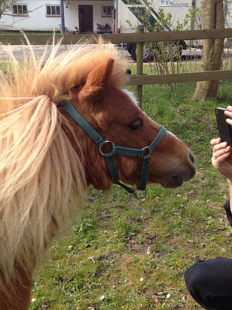 Shetlænder Mogens Fristed - Hvad er nu det...? billede 7