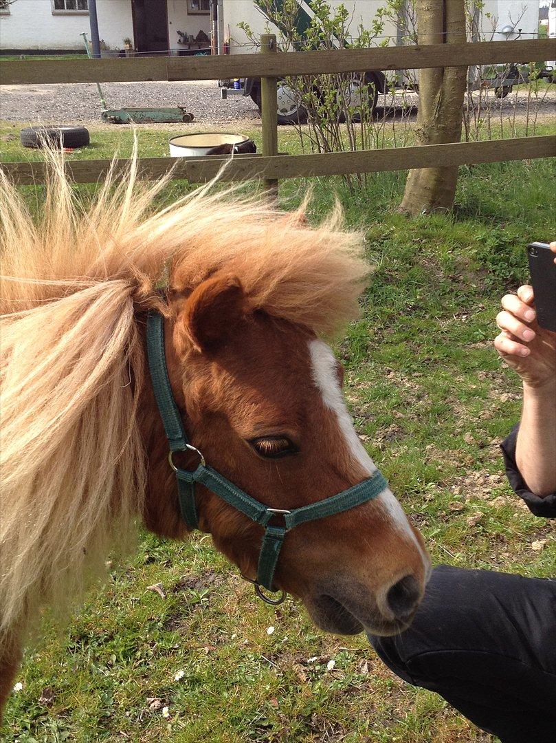 Shetlænder Mogens Fristed - Nååe..det er bare en iphone..den kan jo ikke spises... billede 8