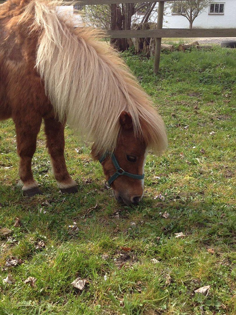 Shetlænder Mogens Fristed - Græs det ved man hvad er.. ;-) billede 9