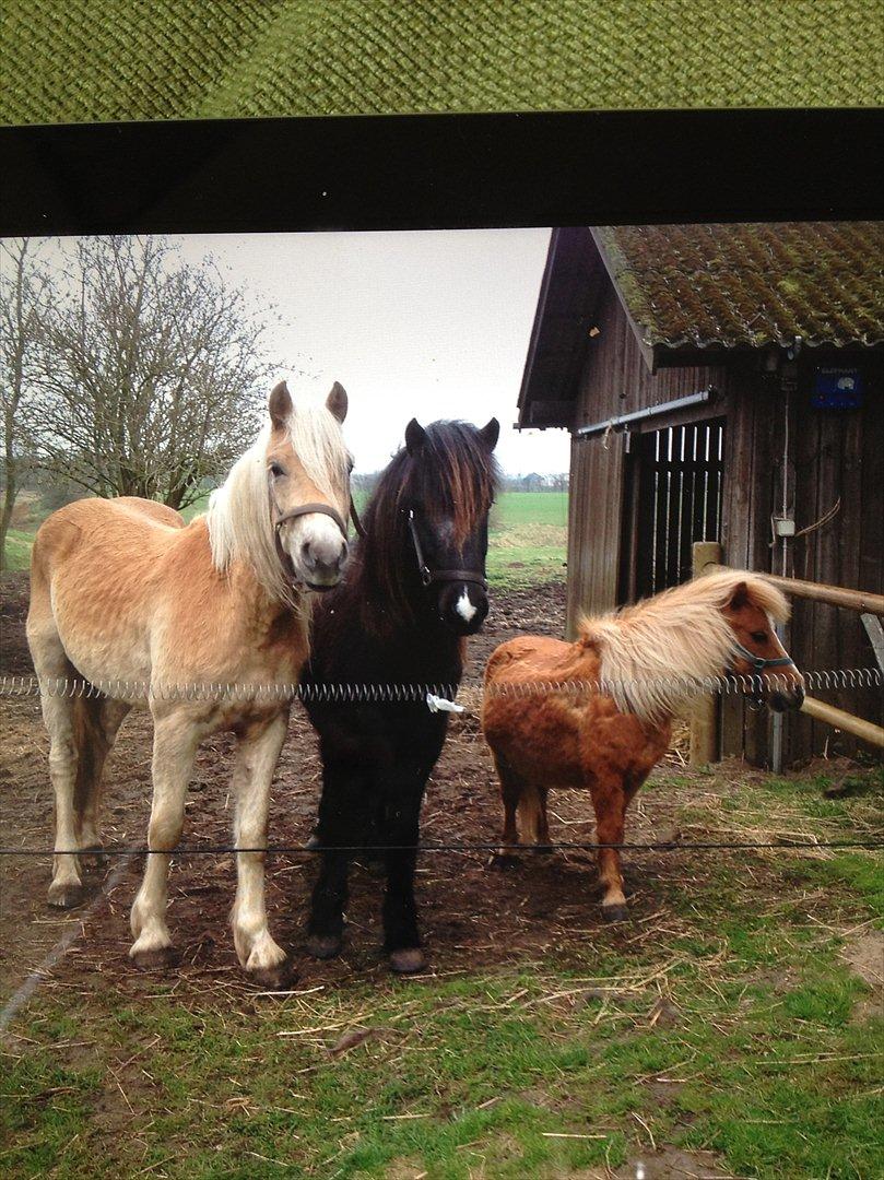 Shetlænder Mogens Fristed - Mogens sammen med Ari og Nantino..første dag sammen på folden... billede 10