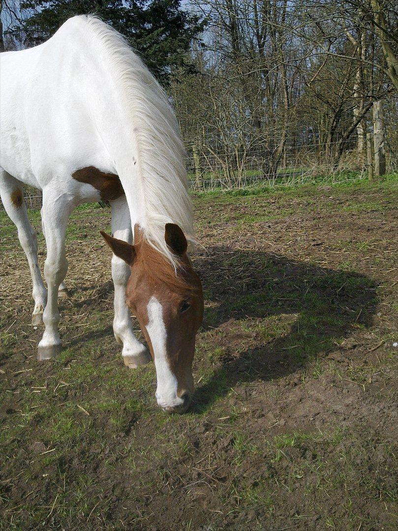 Pinto Katja - Mors lille krukke billede 16