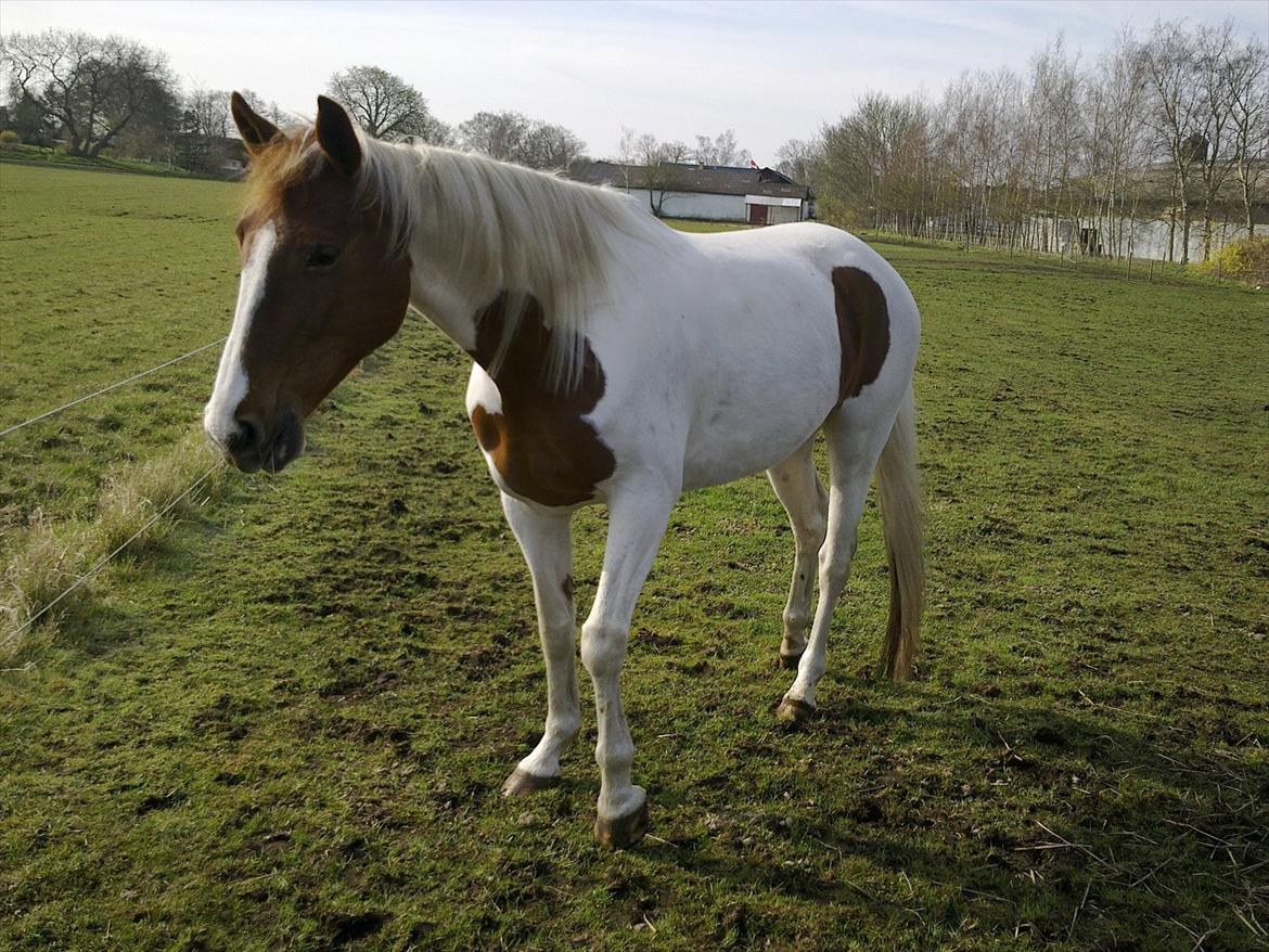 Pinto Katja billede 17