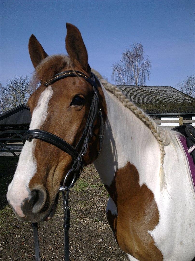 Pinto Katja billede 2