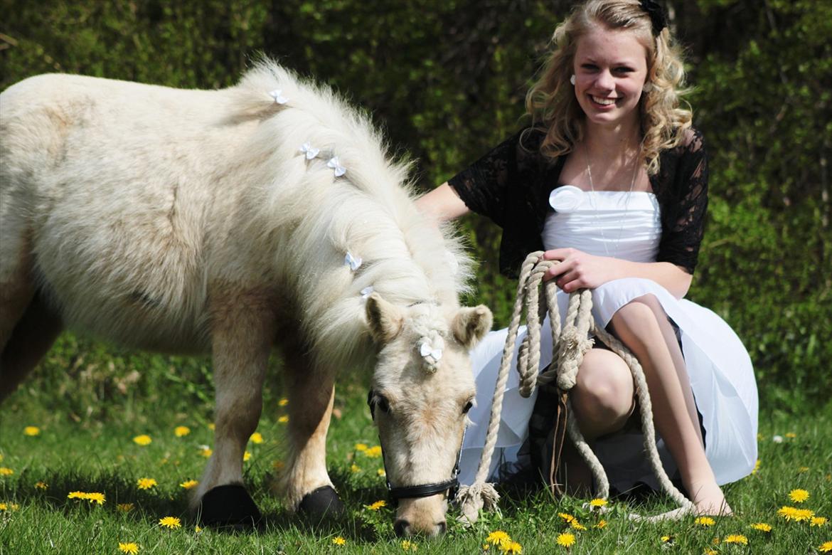 Shetlænder Sandagers Elvis - Min konfirmation d. 22 April 2012 <3
 billede 3