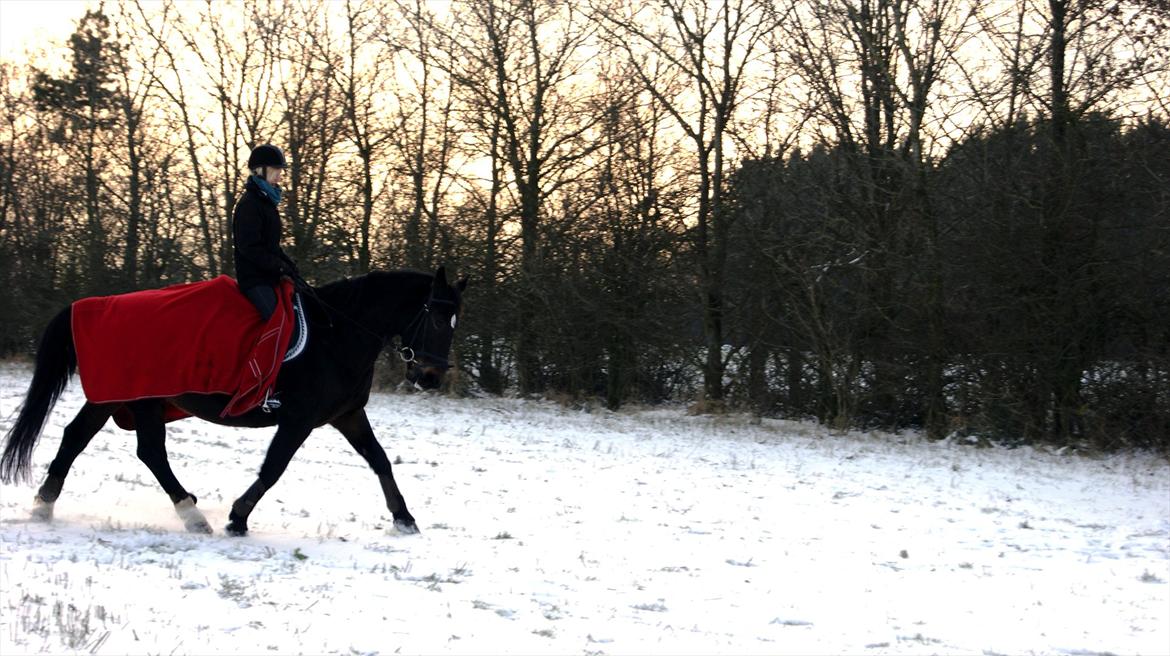 Oldenborg Lillegårdens Lea billede 7