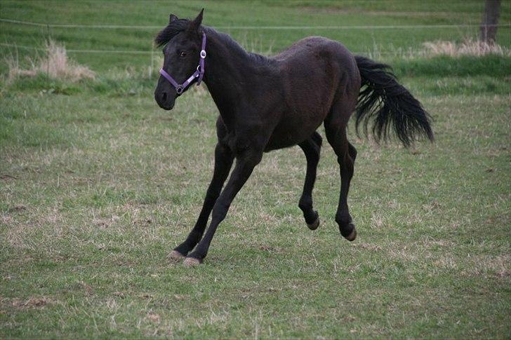 Cruzado Skouenbygaards Equlilibrio - Op med måsen billede 2