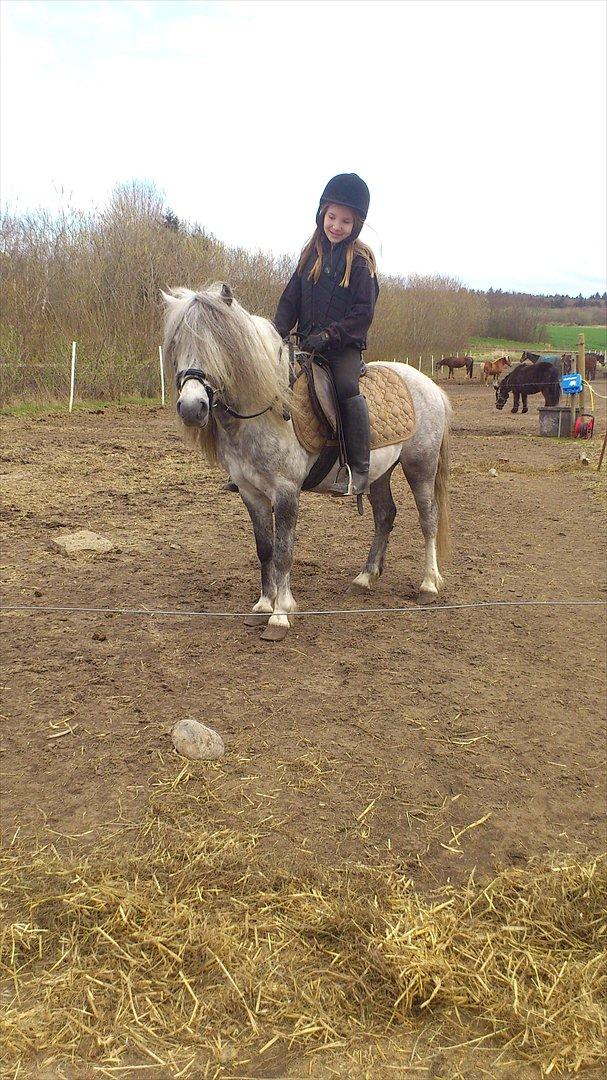 Welsh Mountain (sec A) Prins Valentin (Lille Gut) - Ida hjælper Kira med at gøre Valentin til en perfekt børnepony!! billede 9