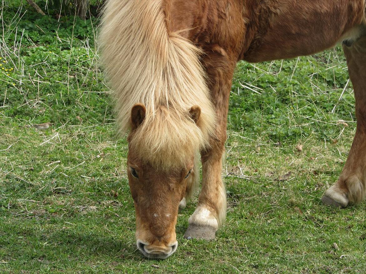 Islænder Halli fra Dyrehavegård <3 - Min lille rynke(is)mule!

April 2012. billede 2