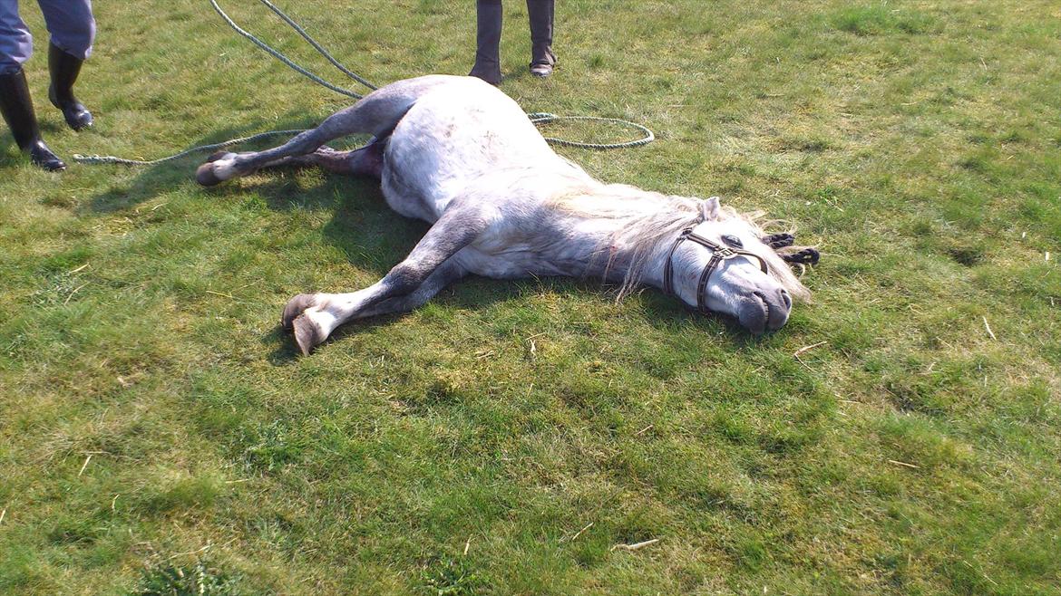 Welsh Mountain (sec A) Prins Valentin (Lille Gut) - Så blev Valle kastreret billede 10