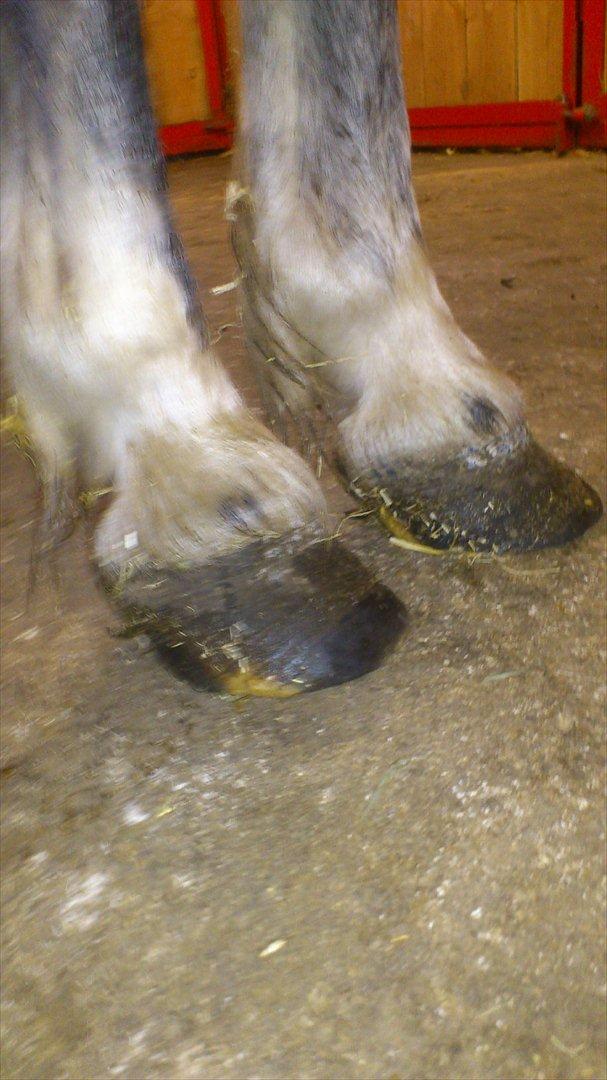 Welsh Mountain (sec A) Prins Valentin (Lille Gut) - OG ordnet fuss-tæer!! Det er ikke nemt at se at han er kronisk forfangen, hva?? billede 11