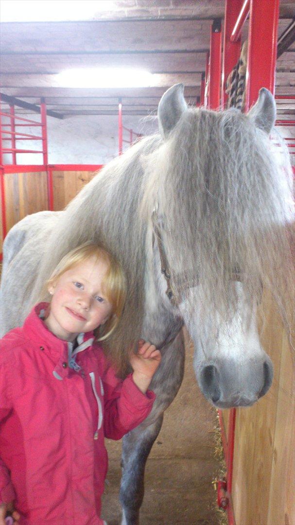 Welsh Mountain (sec A) Prins Valentin (Lille Gut) - Kira & Valle hygger i stalden d. 24/4-2012 billede 12