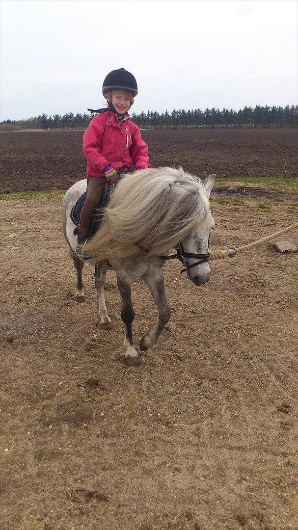 Welsh Mountain (sec A) Prins Valentin (Lille Gut) - Super parret Kira & Valle d. 24/4-2012 billede 13