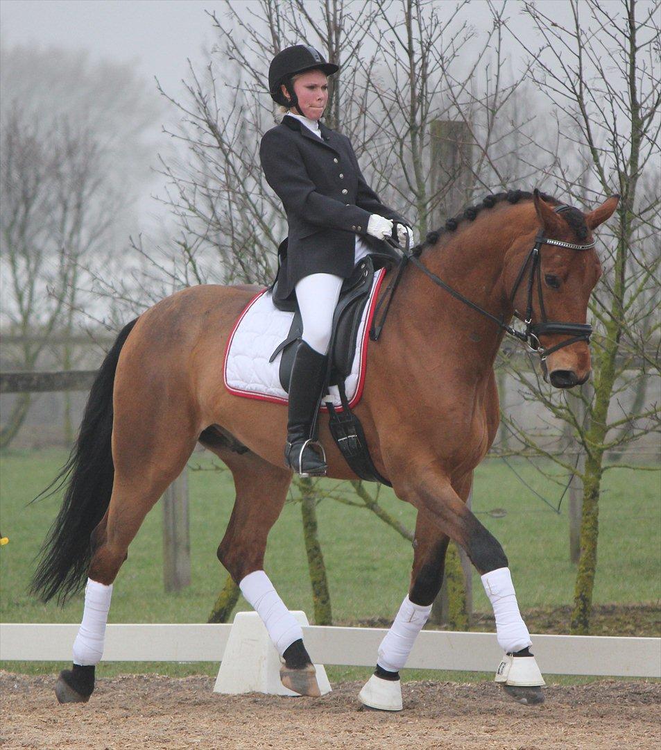 Holstener Life Star billede 17