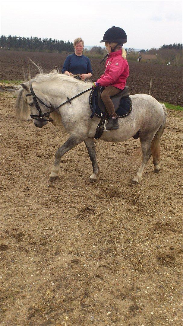 Welsh Mountain (sec A) Prins Valentin (Lille Gut) - Valle går til bidet, helt af sig selv... Det skal nok hjælpe Kira til at blive en fantastisk rytter billede 14