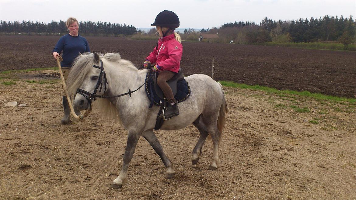 Welsh Mountain (sec A) Prins Valentin (Lille Gut) billede 15