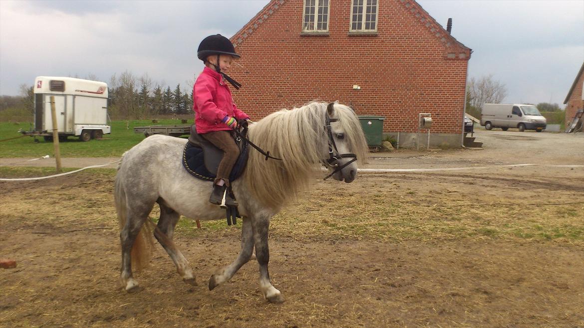 Welsh Mountain (sec A) Prins Valentin (Lille Gut) billede 16