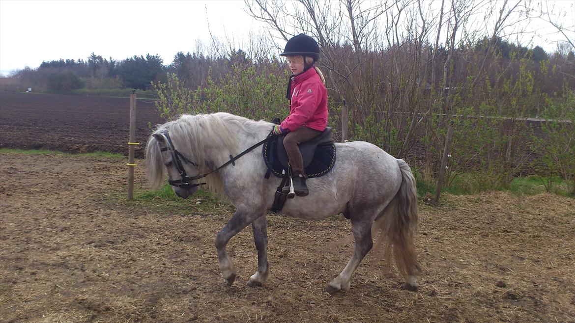 Welsh Mountain (sec A) Prins Valentin (Lille Gut) - Fantastisk par 24/04-12 billede 17