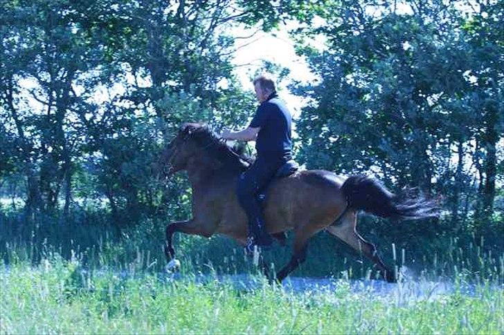 Islænder Katla frá Selfossi - Joanis i pas på Katla billede 13