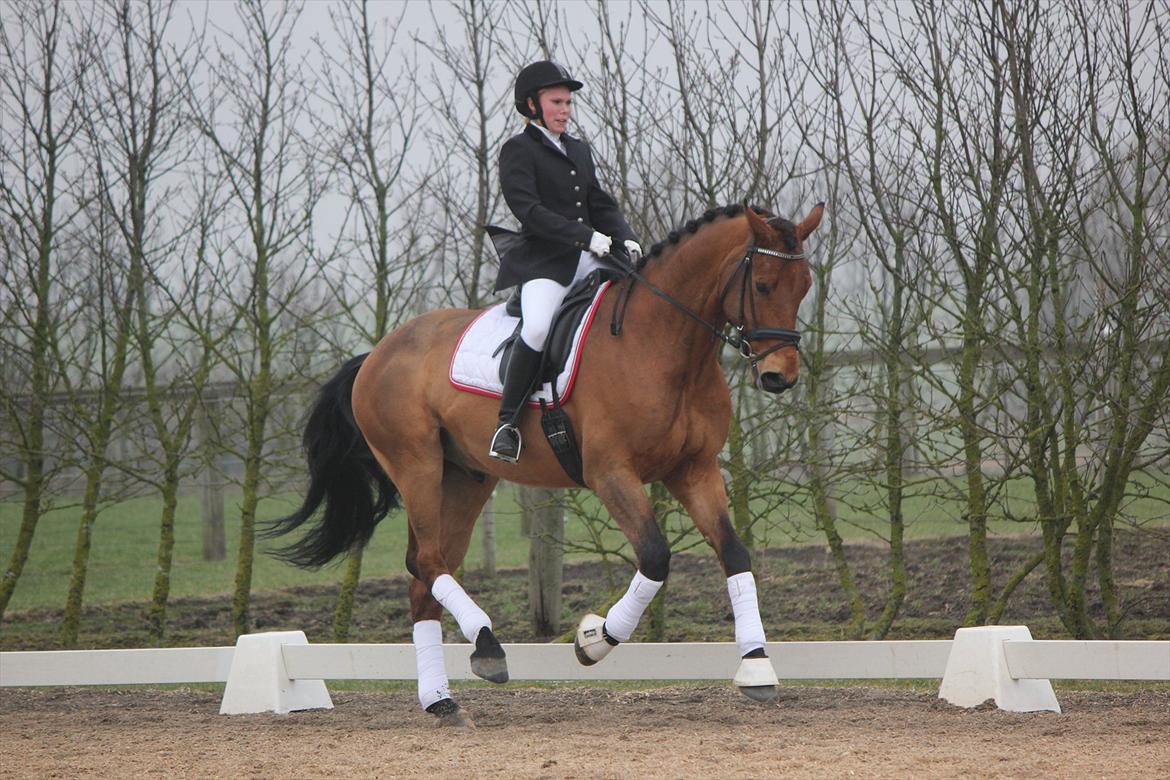 Holstener Life Star billede 18