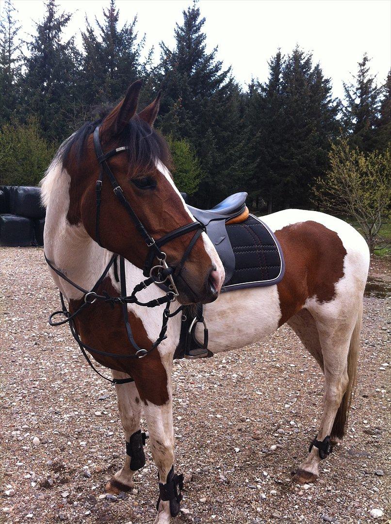 Anden særlig race All Star - Hjemvendt fra vores første tur i skoven <3 Søøøde pony ! billede 1