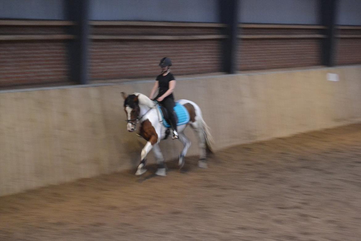 Anden særlig race All Star - Lækker trav ! billede 8