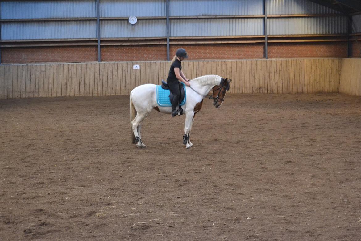 Anden særlig race All Star - Sød pony i en fin parade :D <3 billede 9