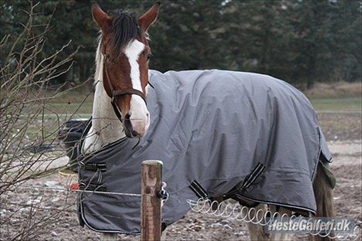 Anden særlig race All Star - All Star på fold :D billede 12