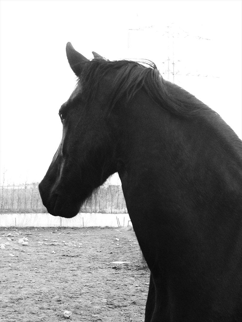 Frieser Teske Van Het Zuidereind billede 15