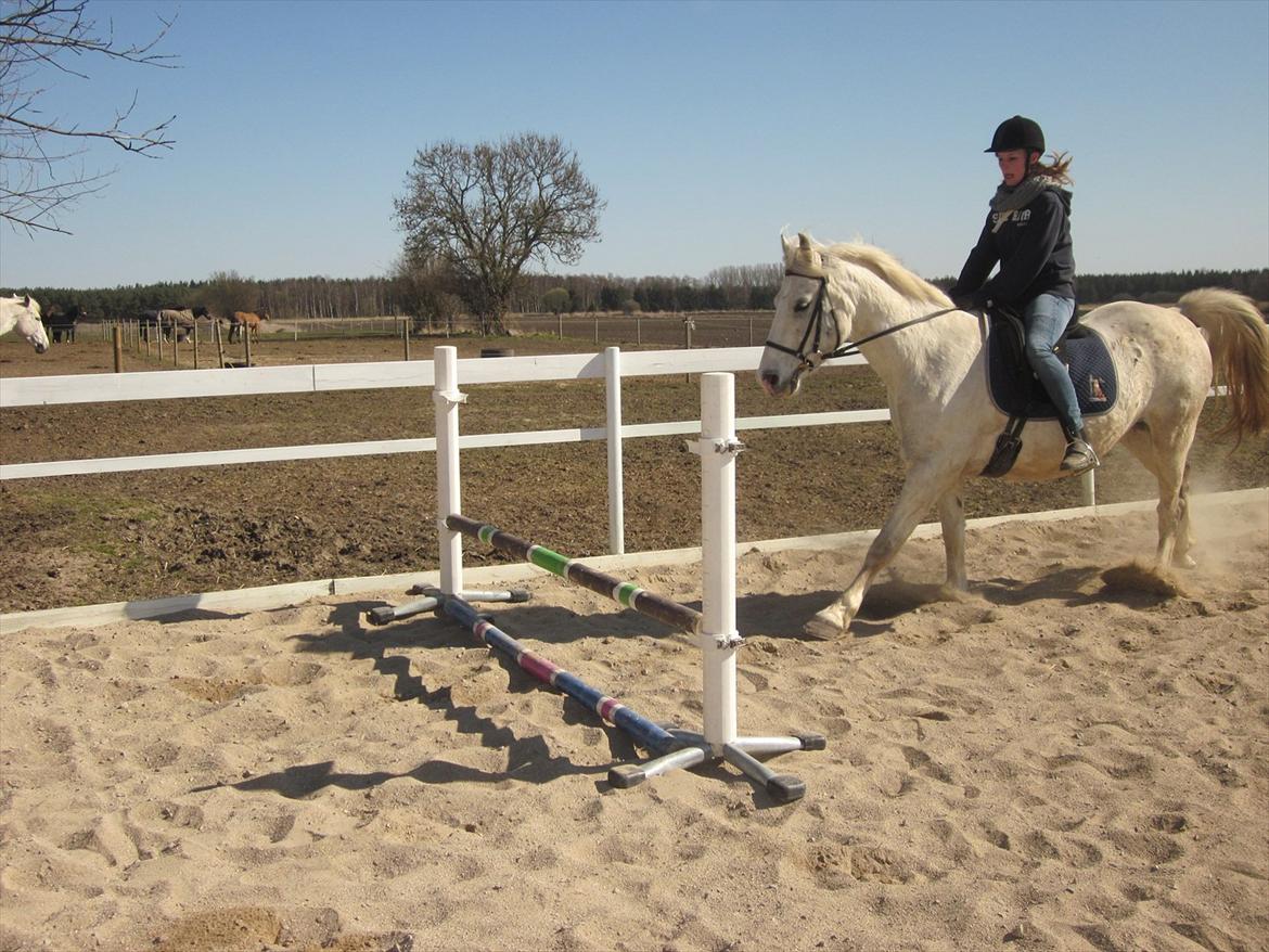 Anden særlig race • William billede 16