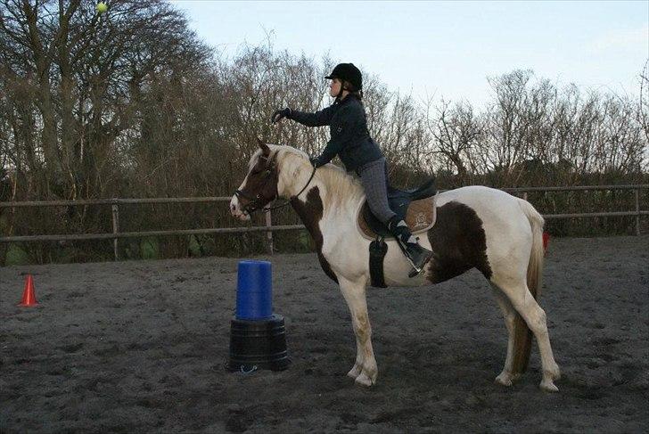 Anden særlig race Freja billede 15