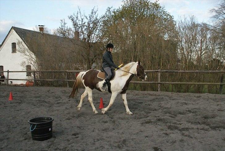 Anden særlig race Freja billede 17