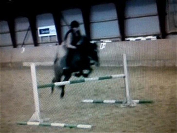 Welsh Cob (sec D) Claisson<3 (Solgt:''(( - 1.15 på diig! :-*<33 Undskylder kvaliteten taget fra video  billede 14