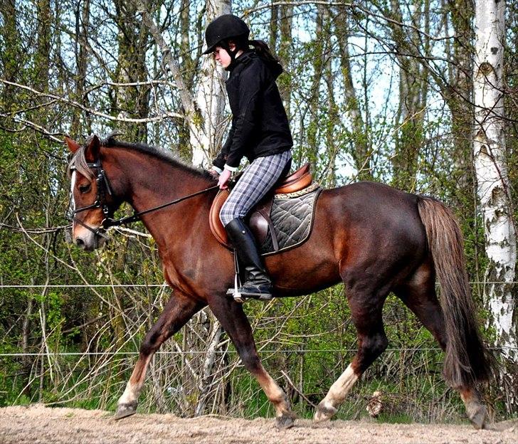 Welsh Cob (sec D) Bogensø's Queen - >> See i've made mistakes time after time, time, time << 
Foto: Nadja Larsen billede 2