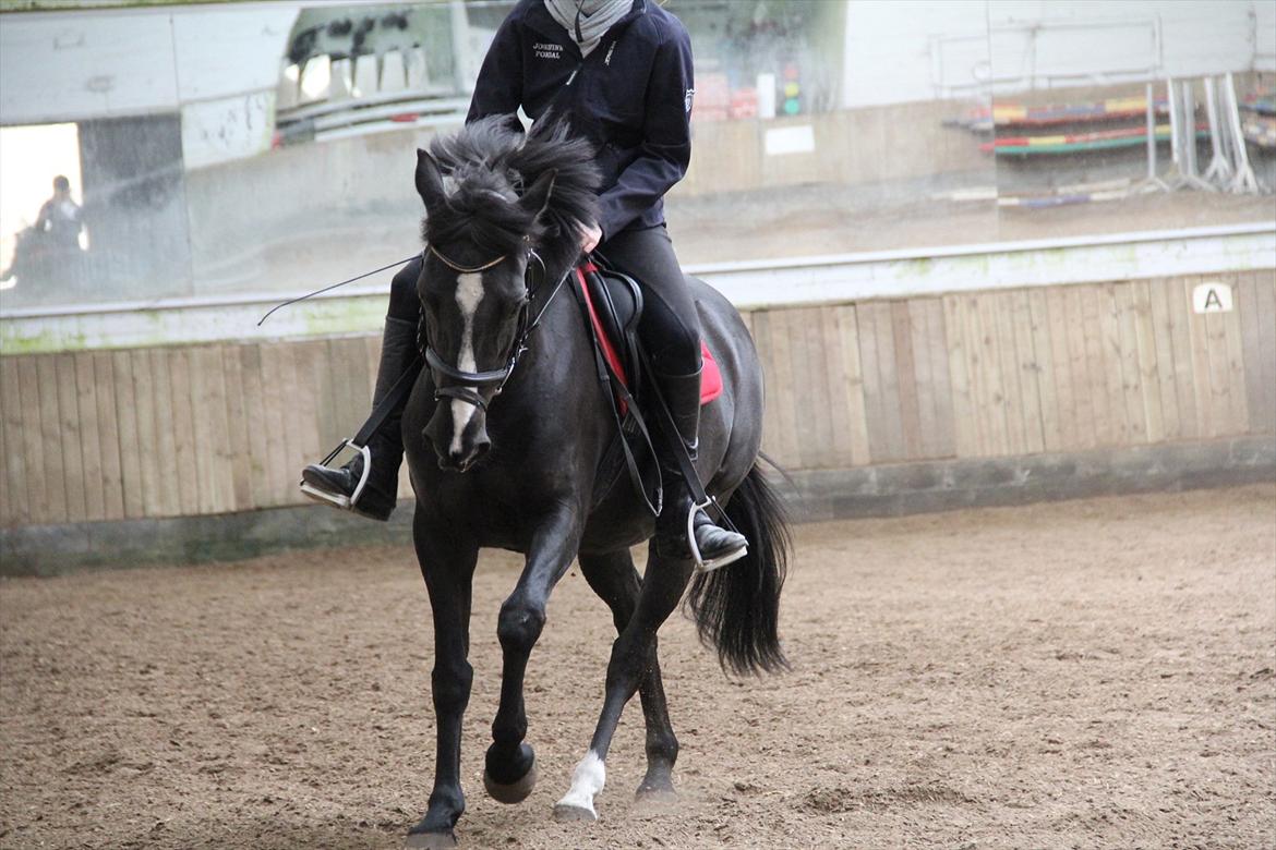 DSP Toftekildes Nelly - Nelly <3 Dressur!! Taget af: Chelle billede 8